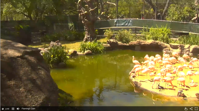 Houston Hayvanat Bahçesi Flamingo Cam