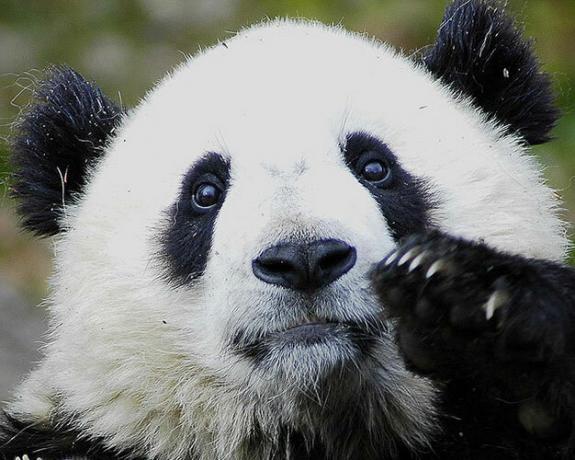 Google'ın Arama Tekelinin Sona Ermesine Yardımcı Olun: Başka Bir Şey Kullan panda