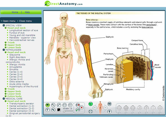 etkileşimli insan anatomisi