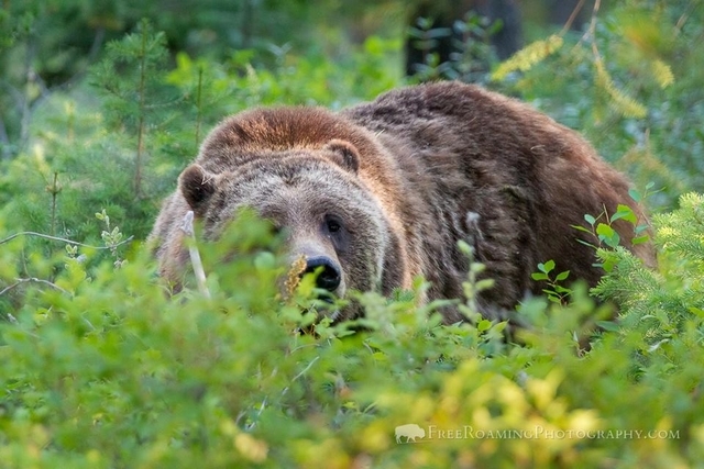 Bölüm Mike Cavaroc - Grizzly Bear.