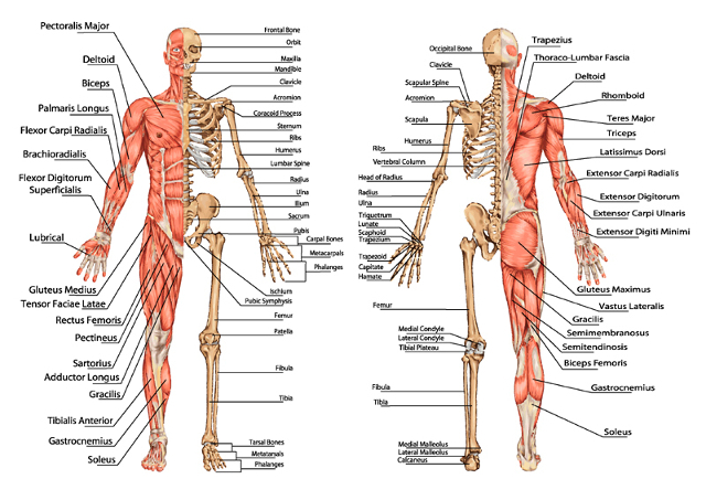 insan anatomisi