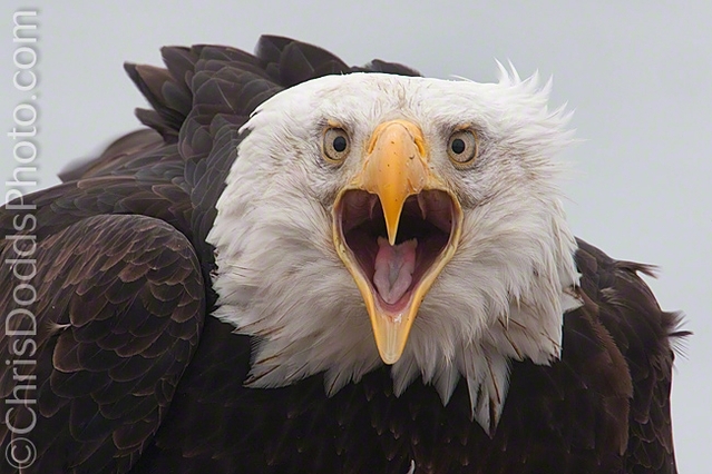 Sezon 14.Bölüm Christopher Dodds - Bald Eagle.