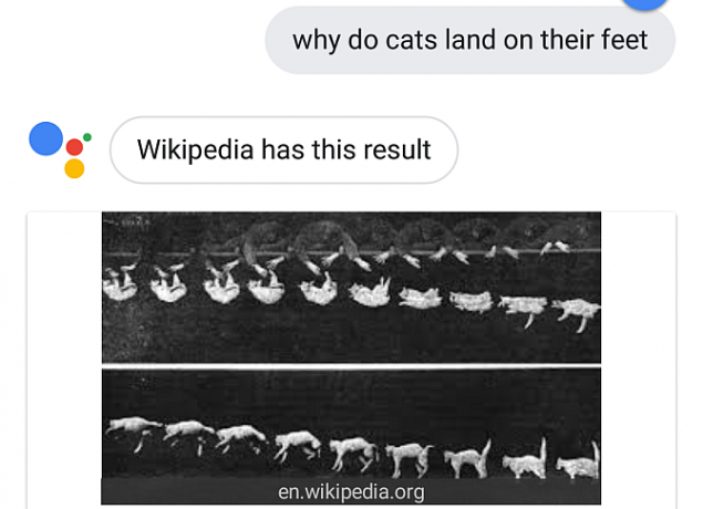 Google Asistan Yanıtlayan Kedi Sorusu