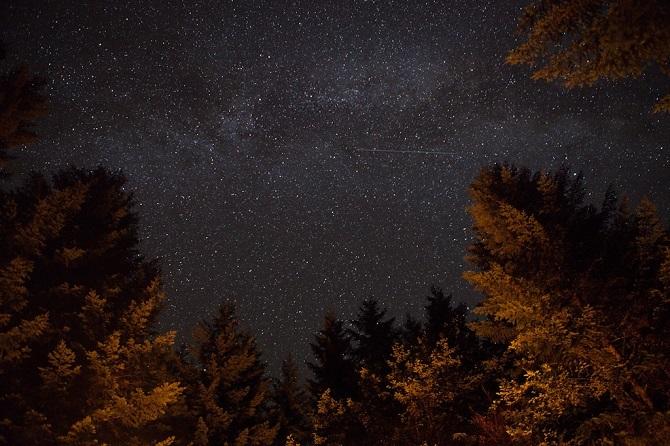 Gece gökyüzü ağaçları ile