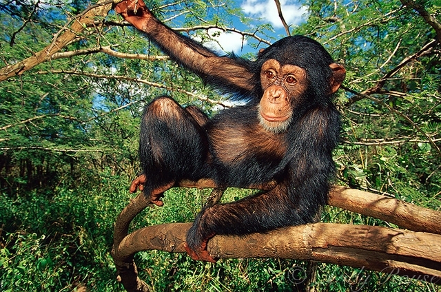 6 Andy Rouse - Şempanze