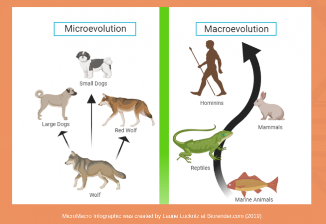 Laurie Luckritz'in Her Şey Evrim blogu, evrimin temellerini jargon olmadan basit terimlerle açıklıyor