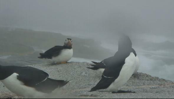 ustream-Penguenler